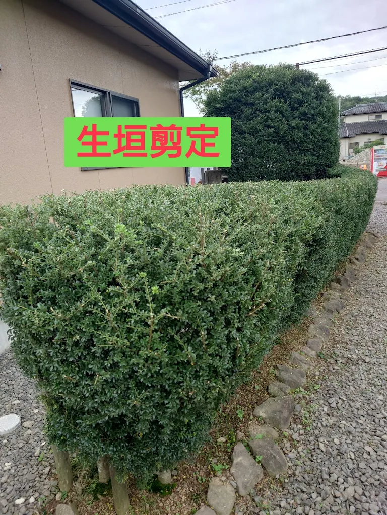 生垣剪定